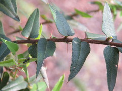 Podolobium aciculiferum