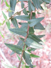 Podolobium aciculiferum