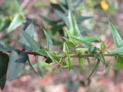 Podolobium aciculiferum