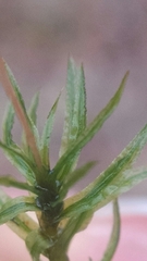 Atrichum altecristatum