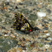 Catasticta reducta - Photo (c) Scott Ramos, some rights reserved (CC BY-NC), uploaded by Scott Ramos