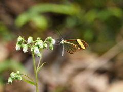 Greta libethris libethris