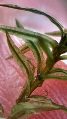Atrichum altecristatum