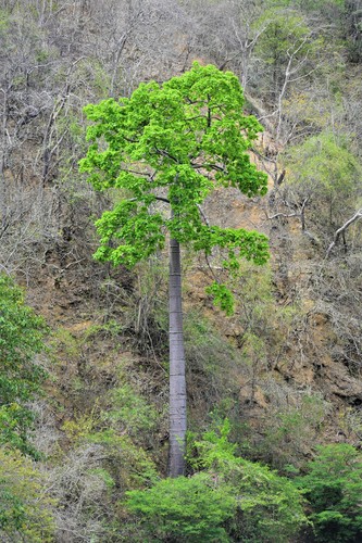 Cavanillesia platanifolia image