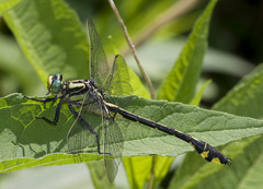 Gomphurus lineatifrons