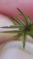 Atrichum altecristatum