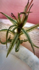 Atrichum altecristatum
