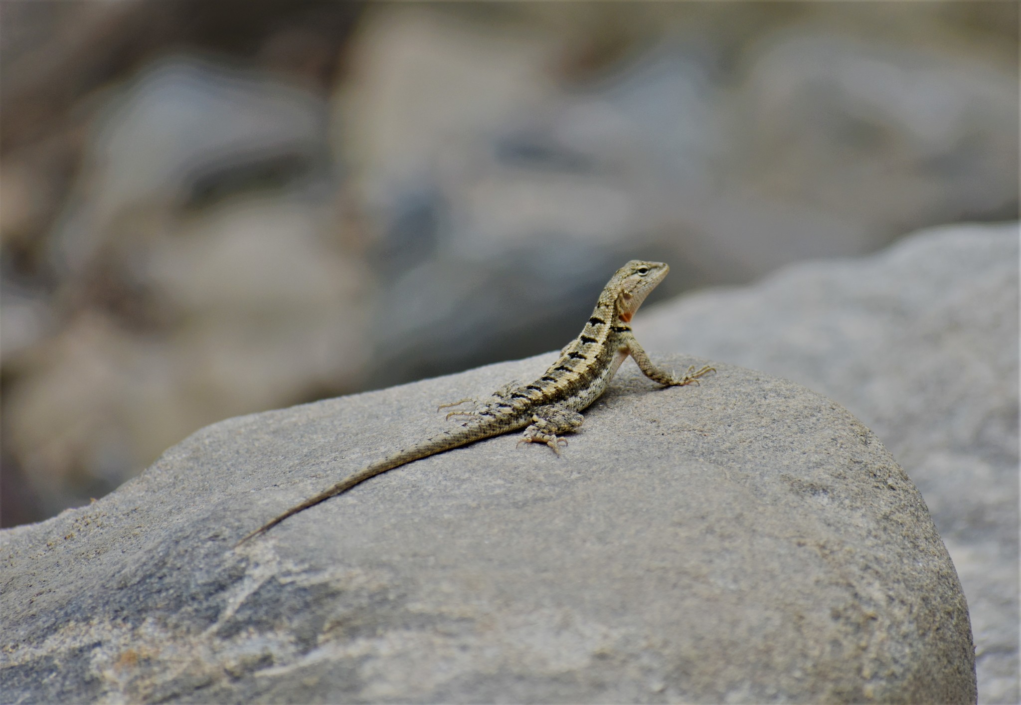 Microlophus image