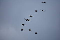 Brotogeris pyrrhoptera