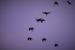 Brotogeris pyrrhoptera