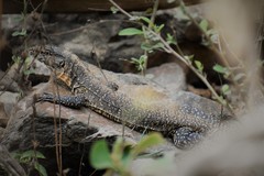 Callopistes flavipunctatus