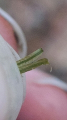 Atrichum altecristatum