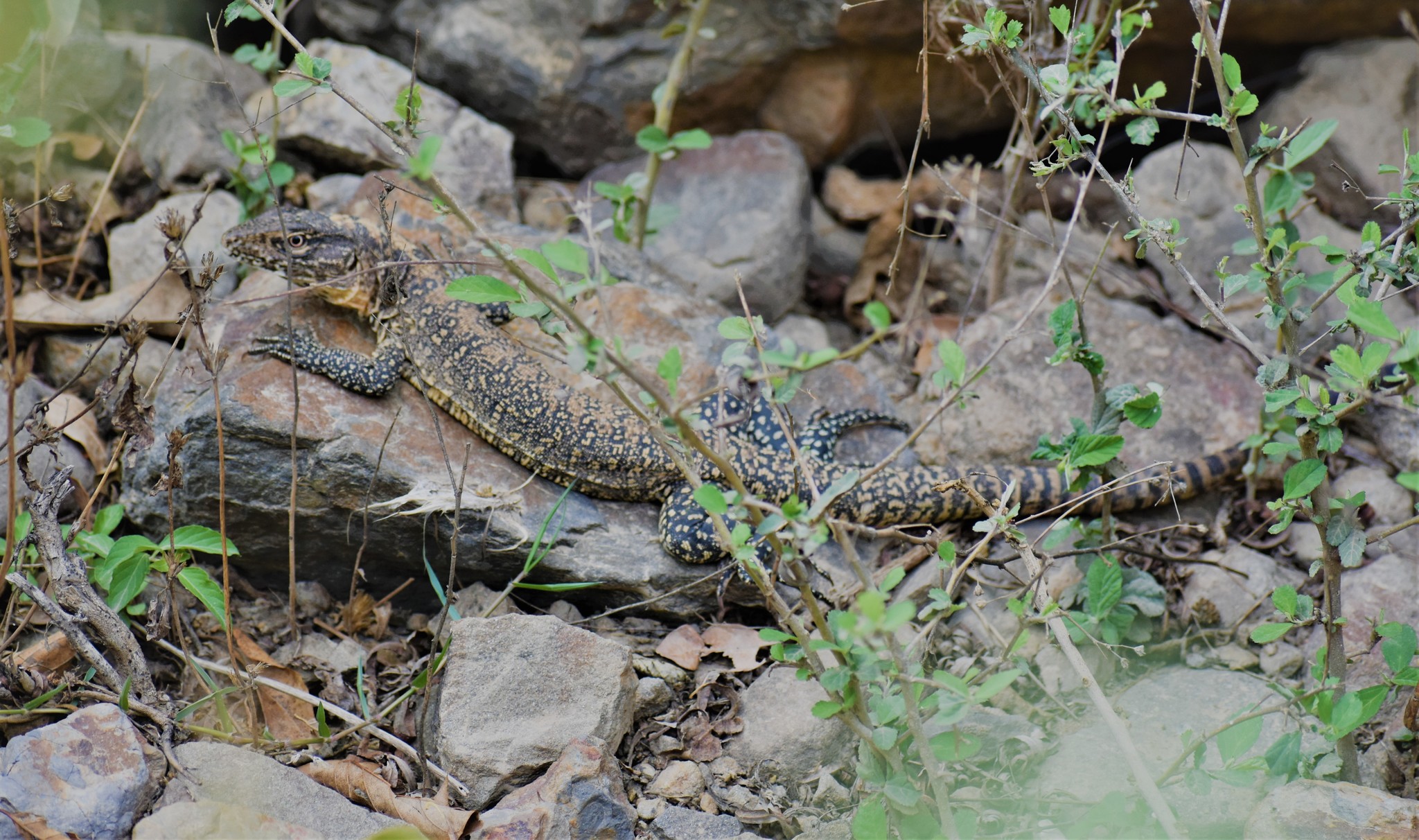 Callopistes flavipunctatus image