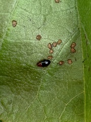 Sinocrepis obscurofasciata