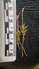 Atrichum altecristatum