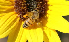 Apis mellifera