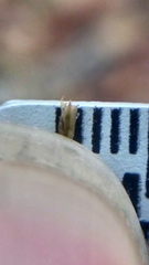 Atrichum altecristatum
