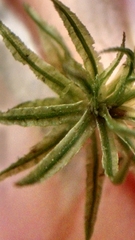 Atrichum altecristatum