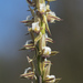 Southern Leek Orchid - Photo (c) Keith Martin-Smith, some rights reserved (CC BY-NC-ND)