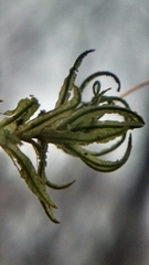 Atrichum altecristatum