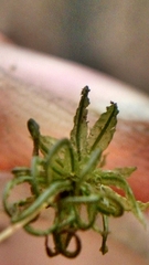 Atrichum altecristatum