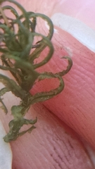 Atrichum altecristatum