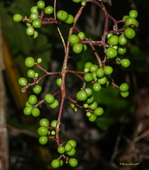 Myxopyrum smilacifolium
