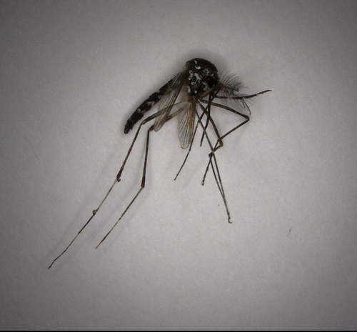 Unknown species found near Jacksonville, FL, US