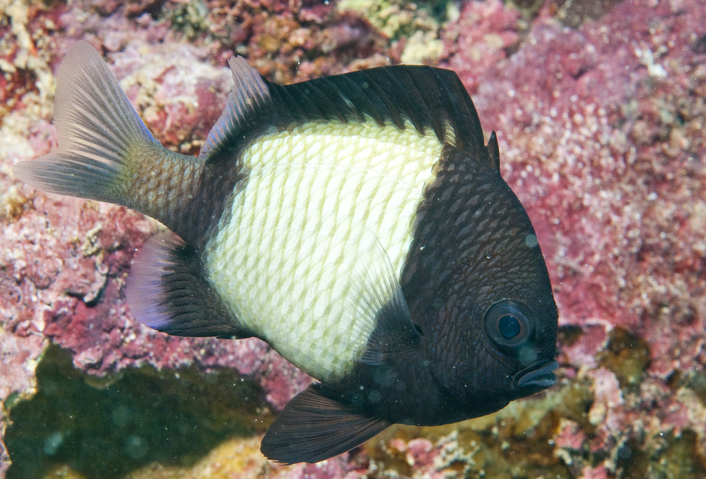 Reticulated Damselfish from "Murion Islands, Exmouth, Western Australia