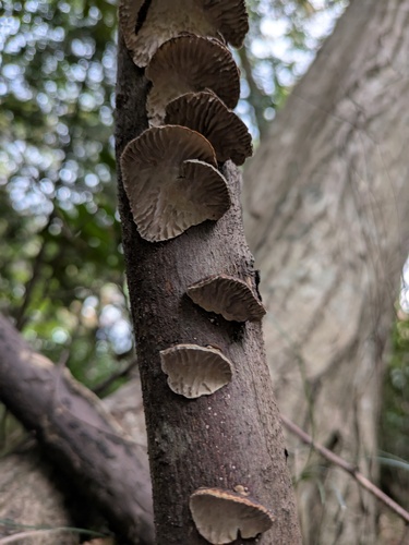 Daedaleopsis styracina