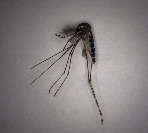 Unknown species found near Southside Blvd, Jacksonville, FL, US