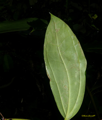 Myxopyrum smilacifolium