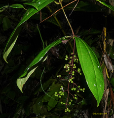 Myxopyrum smilacifolium