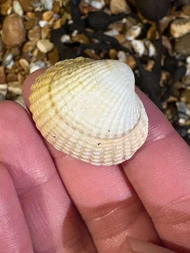 Cerastoderma edule