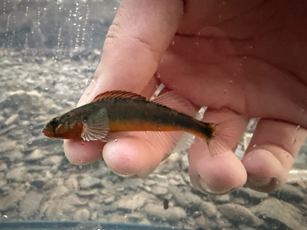 Gilt Darter