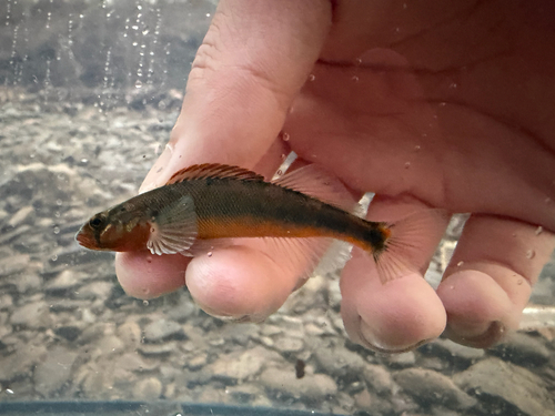Gilt Darter