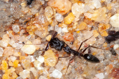 Odontomachus troglodytes