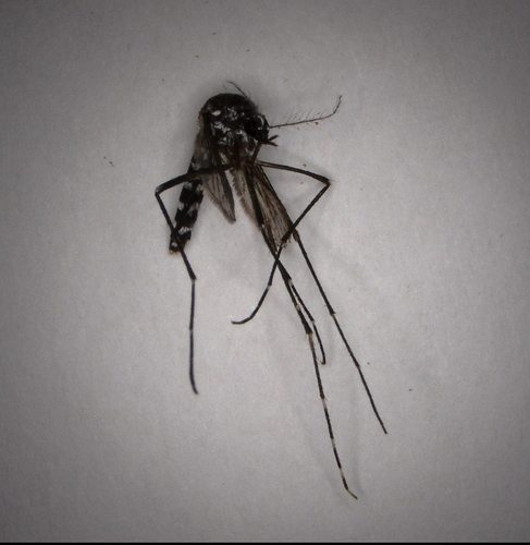 Unknown species found near Paradise Island Blvd, Jacksonville, FL, US