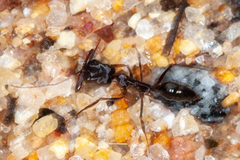 Odontomachus troglodytes