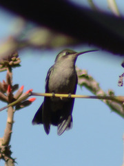 Lampornis