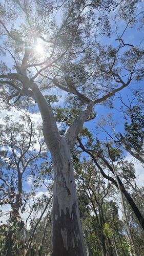 Western Scribbly Gum (Eucalyptus rossii)