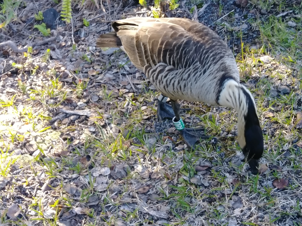 Hawaiian Goose