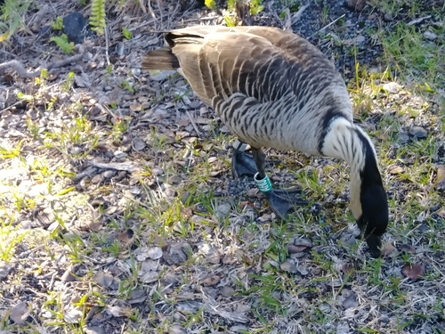 Hawaiian Goose (Branta sandvicensis), a species recorded in Hawaii