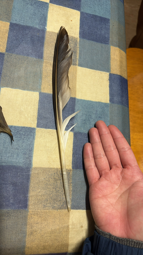 Plume de Fou de Bassan