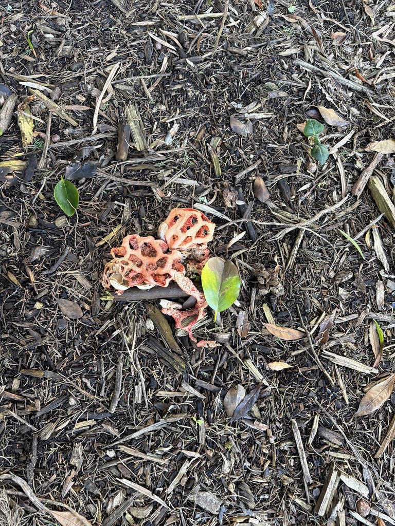 Clathrus ruber · November 2025 · photo: © anishavita (iNaturalist, cc-by)