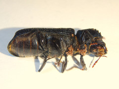 Bostrychopsis jesuita