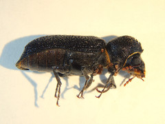 Bostrychopsis jesuita