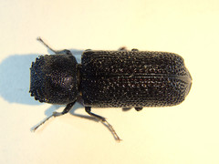 Bostrychopsis jesuita