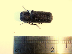 Bostrychopsis jesuita