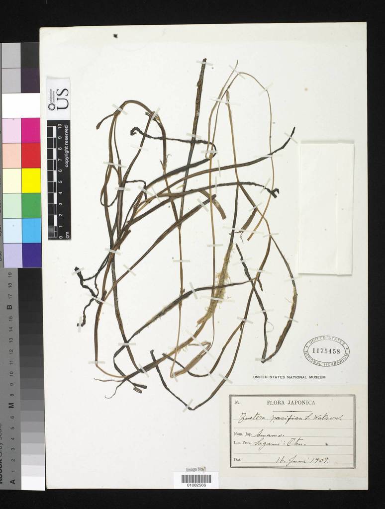 Zostera pacifica